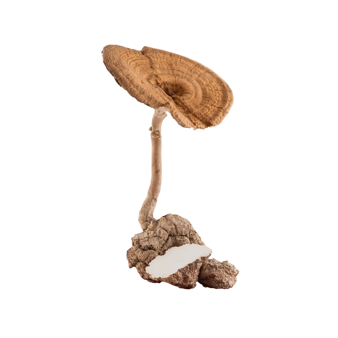 Rausan Ingredient Tiger Milk Mushroom Singapore